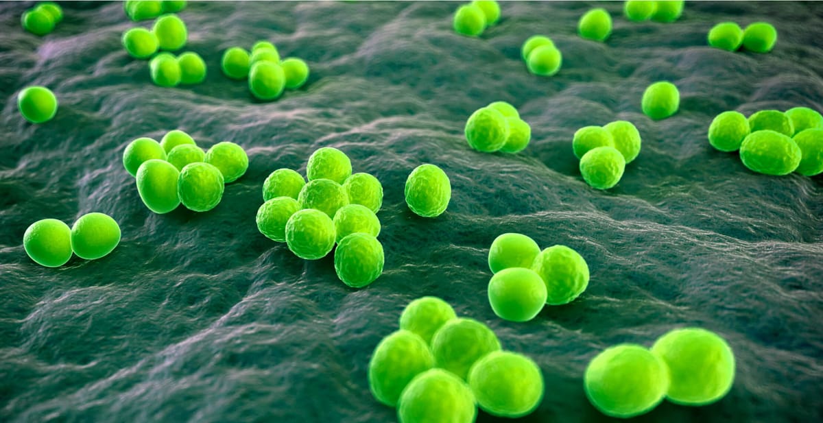 AI-Discovered Antibiotics Show Promise Against Deadly MRSA